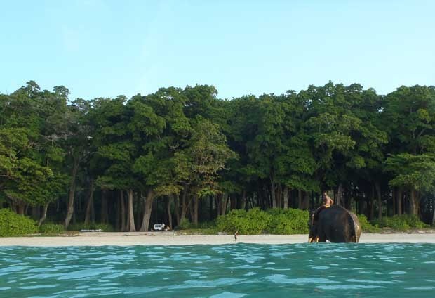 بالفيديو والصور : الفيل الماهر في السباحة والغطس ’’راجان في جزيرة اندمان‘‘