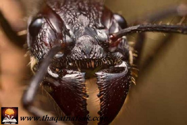 أغرب المخلوقات في غابات الأمازون المطيرة