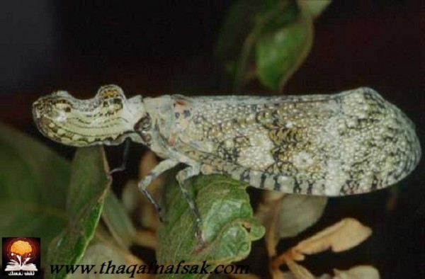 أغرب المخلوقات في غابات الأمازون المطيرة