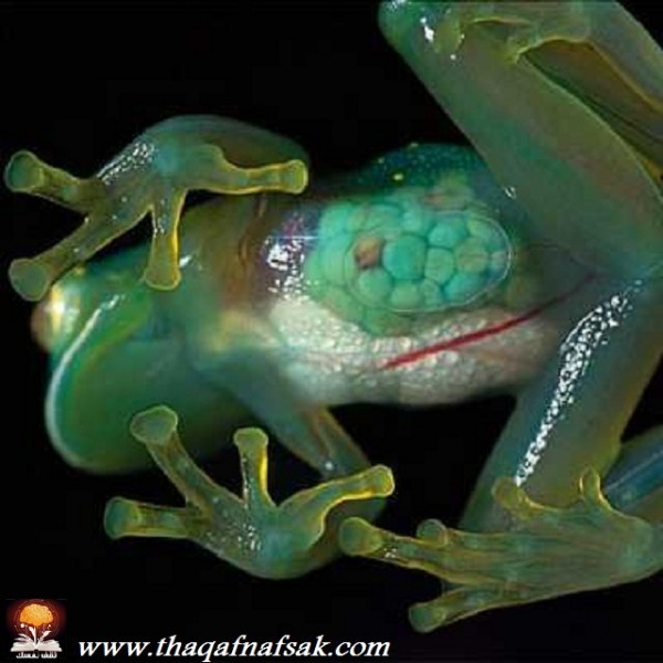 أغرب المخلوقات في غابات الأمازون المطيرة