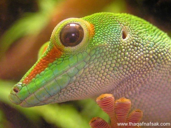 الوزغ ( أبوبريص ) المدهش : 20 حقيقة مثيرة حول أشهر أنواع سحالي في العالم الوزغ ( أبوبريص ) المدهش : 20 حقيقة مثيرة حول أشهر أنواع سحالي في العالم