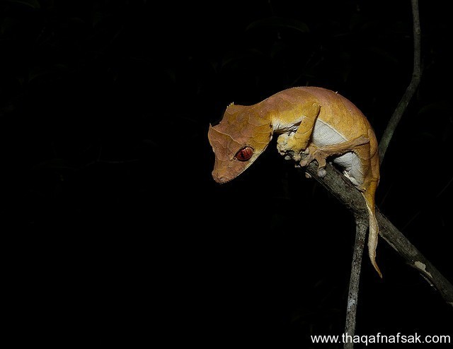 الوزغ ( أبوبريص ) المدهش : 20 حقيقة مثيرة حول أشهر أنواع سحالي في العالم الوزغ ( أبوبريص ) المدهش : 20 حقيقة مثيرة حول أشهر أنواع سحالي في العالم