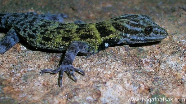 الوزغ ( أبوبريص ) المدهش : 20 حقيقة مثيرة حول أشهر أنواع سحالي في العالم الوزغ ( أبوبريص ) المدهش : 20 حقيقة مثيرة حول أشهر أنواع سحالي في العالم