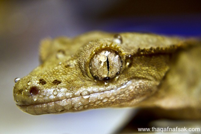 الوزغ ( أبوبريص ) المدهش : 20 حقيقة مثيرة حول أشهر أنواع سحالي في العالم الوزغ ( أبوبريص ) المدهش : 20 حقيقة مثيرة حول أشهر أنواع سحالي في العالم