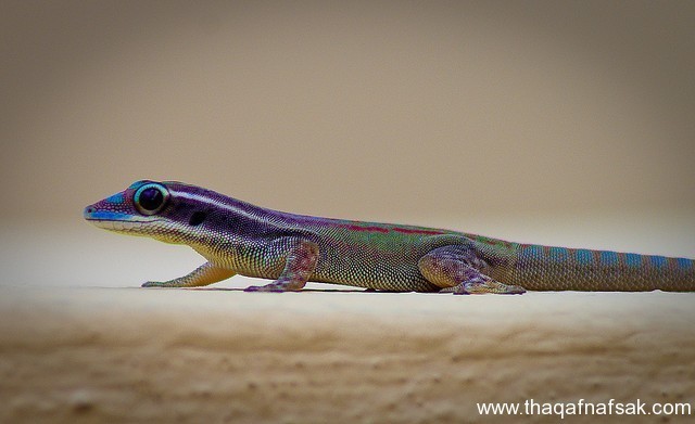 الوزغ ( أبوبريص ) المدهش : 20 حقيقة مثيرة حول أشهر أنواع سحالي في العالم الوزغ ( أبوبريص ) المدهش : 20 حقيقة مثيرة حول أشهر أنواع سحالي في العالم