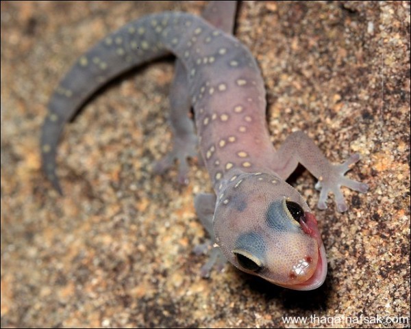 الوزغ ( أبوبريص ) المدهش : 20 حقيقة مثيرة حول أشهر أنواع سحالي في العالم الوزغ ( أبوبريص ) المدهش : 20 حقيقة مثيرة حول أشهر أنواع سحالي في العالم