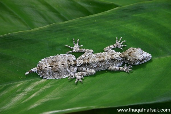 الوزغ ( أبوبريص ) المدهش : 20 حقيقة مثيرة حول أشهر أنواع سحالي في العالم الوزغ ( أبوبريص ) المدهش : 20 حقيقة مثيرة حول أشهر أنواع سحالي في العالم
