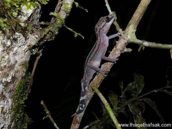 الوزغ ( أبوبريص ) المدهش : 20 حقيقة مثيرة حول أشهر أنواع سحالي في العالم الوزغ ( أبوبريص ) المدهش : 20 حقيقة مثيرة حول أشهر أنواع سحالي في العالم