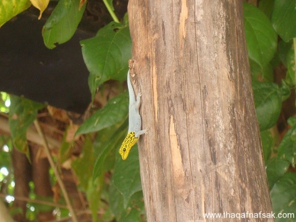 الوزغ ( أبوبريص ) المدهش : 20 حقيقة مثيرة حول أشهر أنواع سحالي في العالم الوزغ ( أبوبريص ) المدهش : 20 حقيقة مثيرة حول أشهر أنواع سحالي في العالم