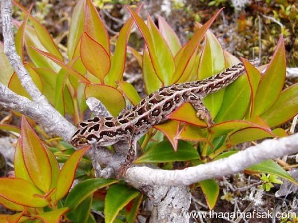 الوزغ ( أبوبريص ) المدهش : 20 حقيقة مثيرة حول أشهر أنواع سحالي في العالم الوزغ ( أبوبريص ) المدهش : 20 حقيقة مثيرة حول أشهر أنواع سحالي في العالم