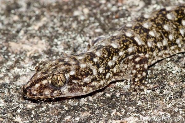 الوزغ ( أبوبريص ) المدهش : 20 حقيقة مثيرة حول أشهر أنواع سحالي في العالم الوزغ ( أبوبريص ) المدهش : 20 حقيقة مثيرة حول أشهر أنواع سحالي في العالم