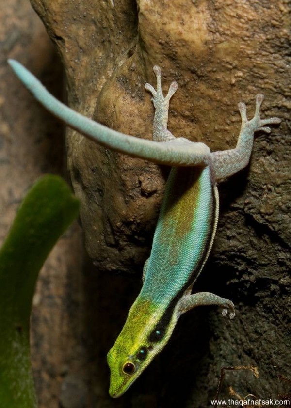 الوزغ ( أبوبريص ) المدهش : 20 حقيقة مثيرة حول أشهر أنواع سحالي في العالم الوزغ ( أبوبريص ) المدهش : 20 حقيقة مثيرة حول أشهر أنواع سحالي في العالم