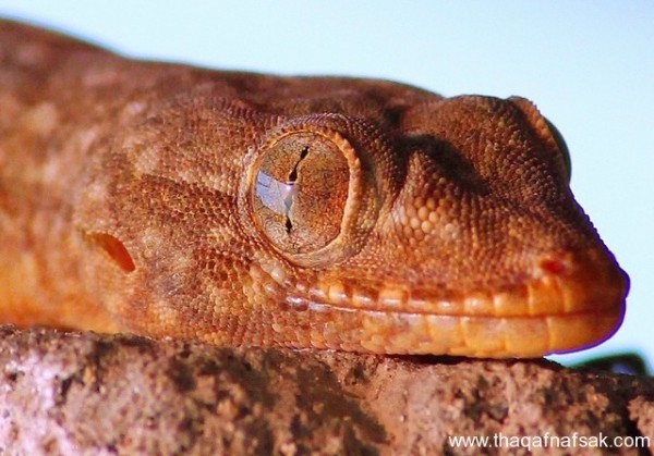 الوزغ ( أبوبريص ) المدهش : 20 حقيقة مثيرة حول أشهر أنواع سحالي في العالم الوزغ ( أبوبريص ) المدهش : 20 حقيقة مثيرة حول أشهر أنواع سحالي في العالم