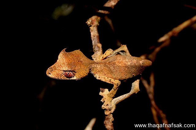 الوزغ ( أبوبريص ) المدهش : 20 حقيقة مثيرة حول أشهر أنواع سحالي في العالم الوزغ ( أبوبريص ) المدهش : 20 حقيقة مثيرة حول أشهر أنواع سحالي في العالم