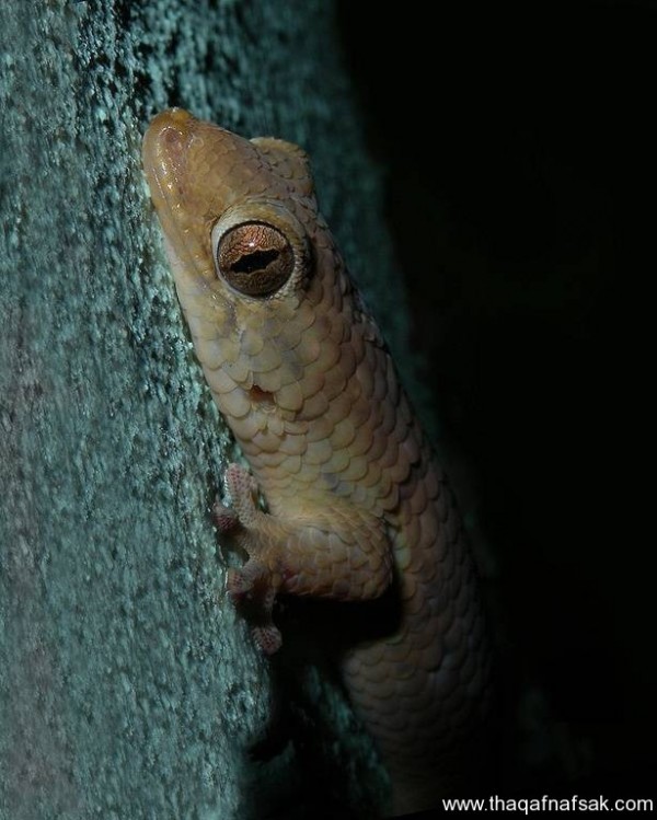 الوزغ ( أبوبريص ) المدهش : 20 حقيقة مثيرة حول أشهر أنواع سحالي في العالم الوزغ ( أبوبريص ) المدهش : 20 حقيقة مثيرة حول أشهر أنواع سحالي في العالم