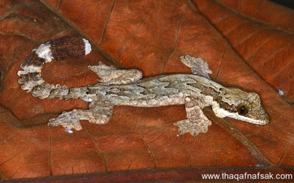 الوزغ ( أبوبريص ) المدهش : 20 حقيقة مثيرة حول أشهر أنواع سحالي في العالم الوزغ ( أبوبريص ) المدهش : 20 حقيقة مثيرة حول أشهر أنواع سحالي في العالم