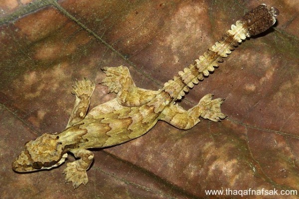 الوزغ ( أبوبريص ) المدهش : 20 حقيقة مثيرة حول أشهر أنواع سحالي في العالم الوزغ ( أبوبريص ) المدهش : 20 حقيقة مثيرة حول أشهر أنواع سحالي في العالم