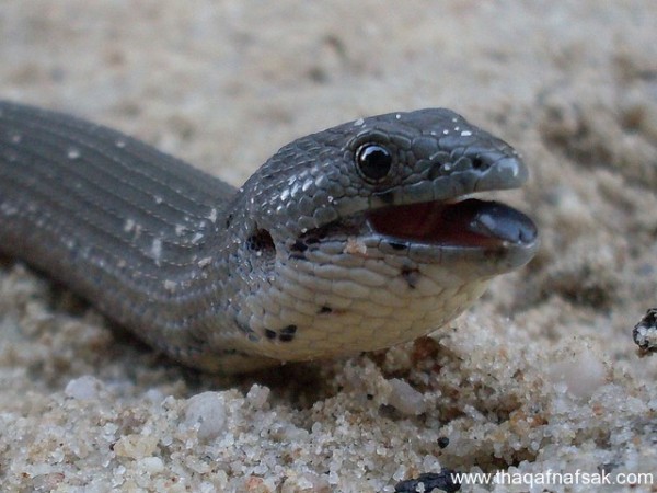 الوزغ ( أبوبريص ) المدهش : 20 حقيقة مثيرة حول أشهر أنواع سحالي في العالم الوزغ ( أبوبريص ) المدهش : 20 حقيقة مثيرة حول أشهر أنواع سحالي في العالم