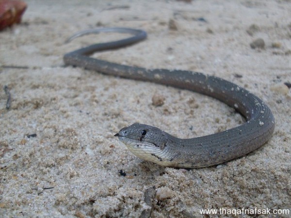 الوزغ ( أبوبريص ) المدهش : 20 حقيقة مثيرة حول أشهر أنواع سحالي في العالم الوزغ ( أبوبريص ) المدهش : 20 حقيقة مثيرة حول أشهر أنواع سحالي في العالم