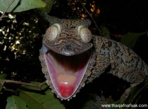 الوزغ ( أبوبريص ) المدهش : 20 حقيقة مثيرة حول أشهر أنواع سحالي في العالم الوزغ ( أبوبريص ) المدهش : 20 حقيقة مثيرة حول أشهر أنواع سحالي في العالم