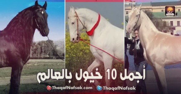 أجمل 10 خيول بالعالم. أجمل 10 خيول بالعالم.