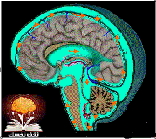تنظيف الدماغ تنظيف الدماغ