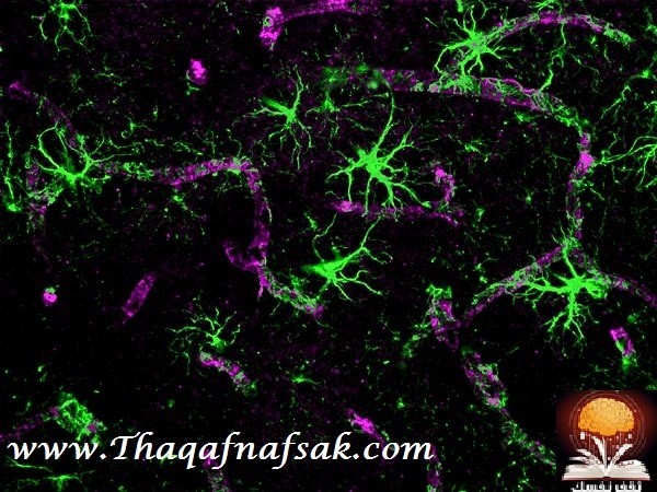 تنظيف الدماغ تنظيف الدماغ