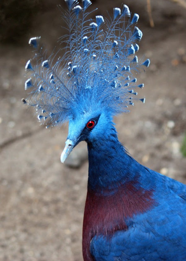 أكبر حمامة في العالم”حمامة فكتوريا المتوجة” أكبر حمامة في العالم”حمامة فكتوريا المتوجة”