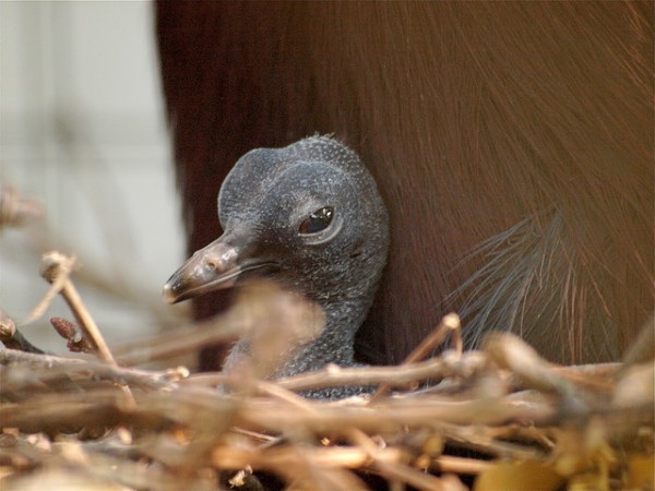 أكبر حمامة في العالم”حمامة فكتوريا المتوجة” أكبر حمامة في العالم”حمامة فكتوريا المتوجة”