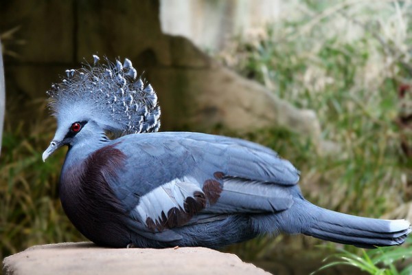 أكبر حمامة في العالم”حمامة فكتوريا المتوجة” أكبر حمامة في العالم”حمامة فكتوريا المتوجة”