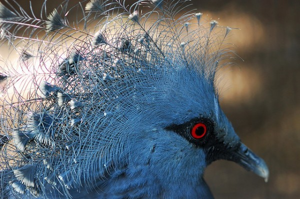 أكبر حمامة في العالم”حمامة فكتوريا المتوجة” أكبر حمامة في العالم”حمامة فكتوريا المتوجة”