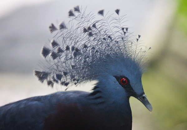 أكبر حمامة في العالم”حمامة فكتوريا المتوجة” أكبر حمامة في العالم”حمامة فكتوريا المتوجة”