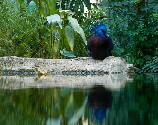 أكبر حمامة في العالم”حمامة فكتوريا المتوجة” أكبر حمامة في العالم”حمامة فكتوريا المتوجة”