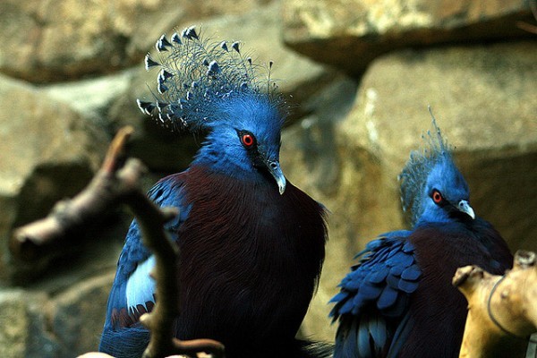 أكبر حمامة في العالم”حمامة فكتوريا المتوجة” أكبر حمامة في العالم”حمامة فكتوريا المتوجة”