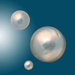 بالصور : كيف يتم انتاج اللؤلؤ من المحار ؟ أسرار لا تعلمها ، تعرف عليها معنا