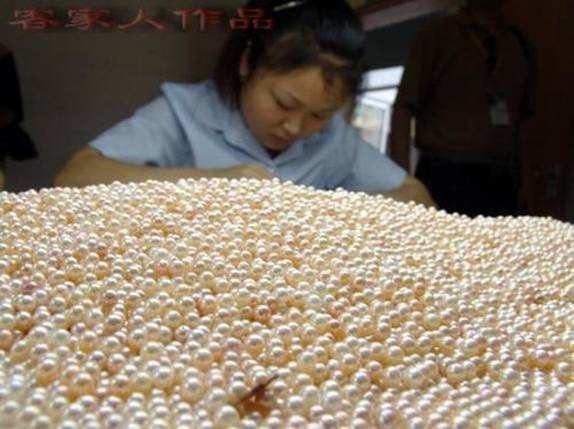 بالصور : كيف يتم انتاج اللؤلؤ من المحار ؟ أسرار لا تعلمها ، تعرف عليها معنا