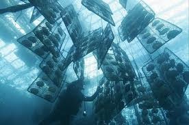 بالصور : كيف يتم انتاج اللؤلؤ من المحار ؟ أسرار لا تعلمها ، تعرف عليها معنا