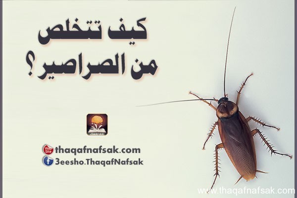 كيف تتخلص من الصراصير ؟ كيف تتخلص من الصراصير ؟