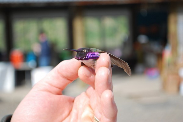 بالفيديوا والصور – طنان النحلة أصغر طيور العالم