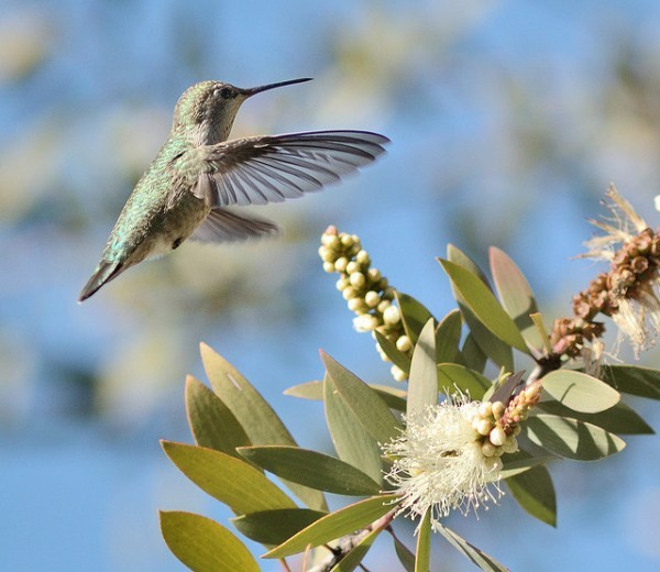 بالفيديوا والصور – طنان النحلة أصغر طيور العالم