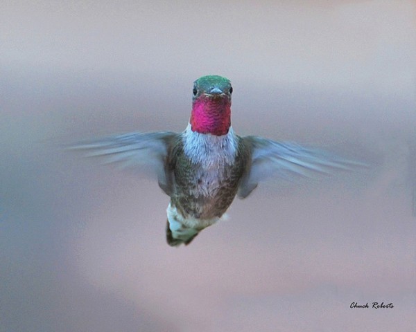 بالفيديوا والصور – طنان النحلة أصغر طيور العالم