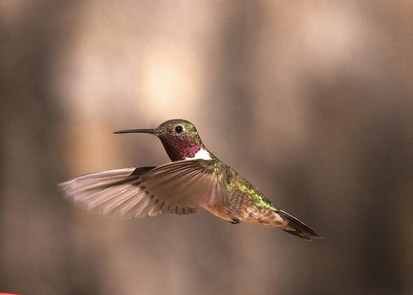 بالفيديوا والصور – طنان النحلة أصغر طيور العالم