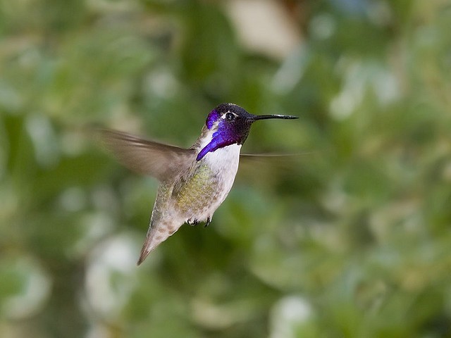 بالفيديوا والصور – طنان النحلة أصغر طيور العالم
