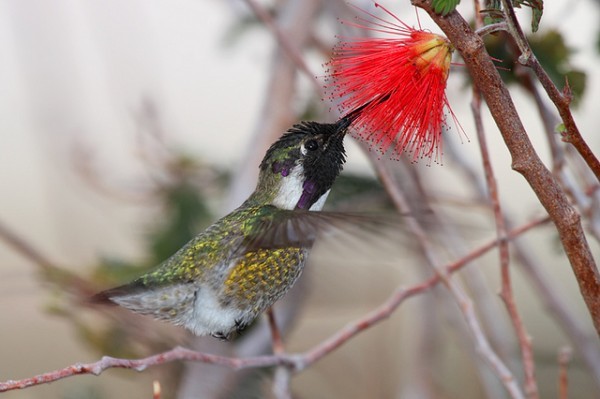 بالفيديوا والصور – طنان النحلة أصغر طيور العالم