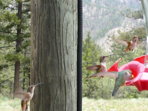 بالفيديوا والصور – طنان النحلة أصغر طيور العالم