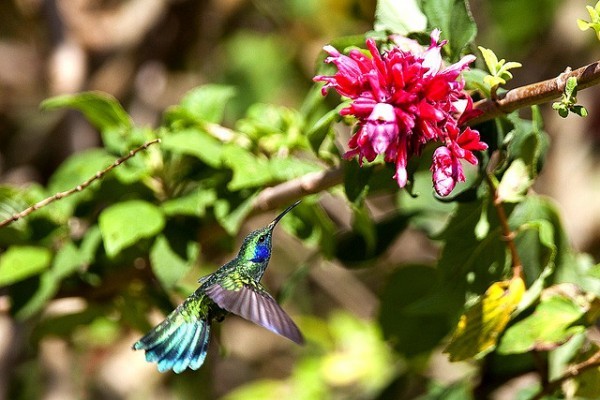 بالفيديوا والصور – طنان النحلة أصغر طيور العالم