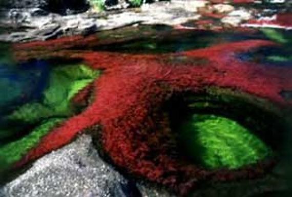 أجمل أنهار العالم ، نهر كانو كريستال ذو الألوان الخمسة في كولومبيا