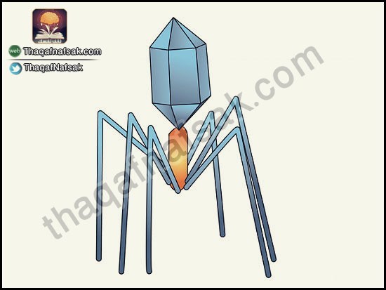 كيف تقى نفسك من نزلات البرد و الانفلونزا ؟