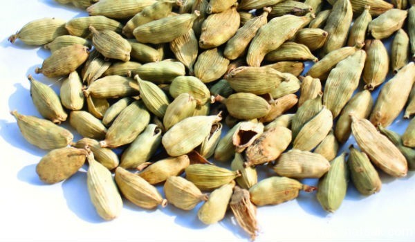 أهم 11 فائدة في الهيل ” الحبهان “