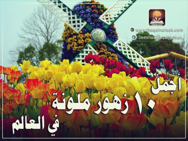 أجمل 10 زهور ملونة في العالم